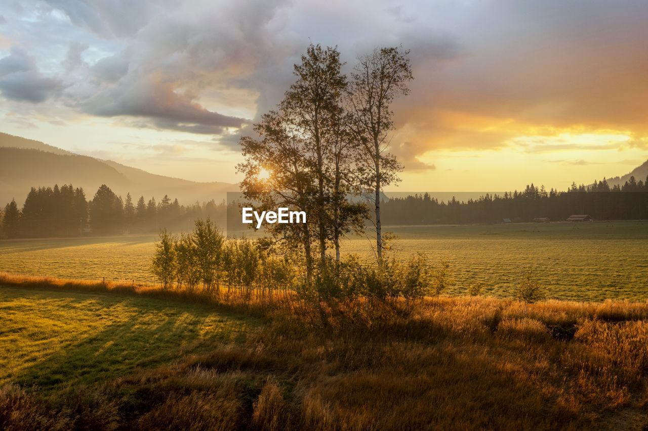 tree on field against sky during sunset