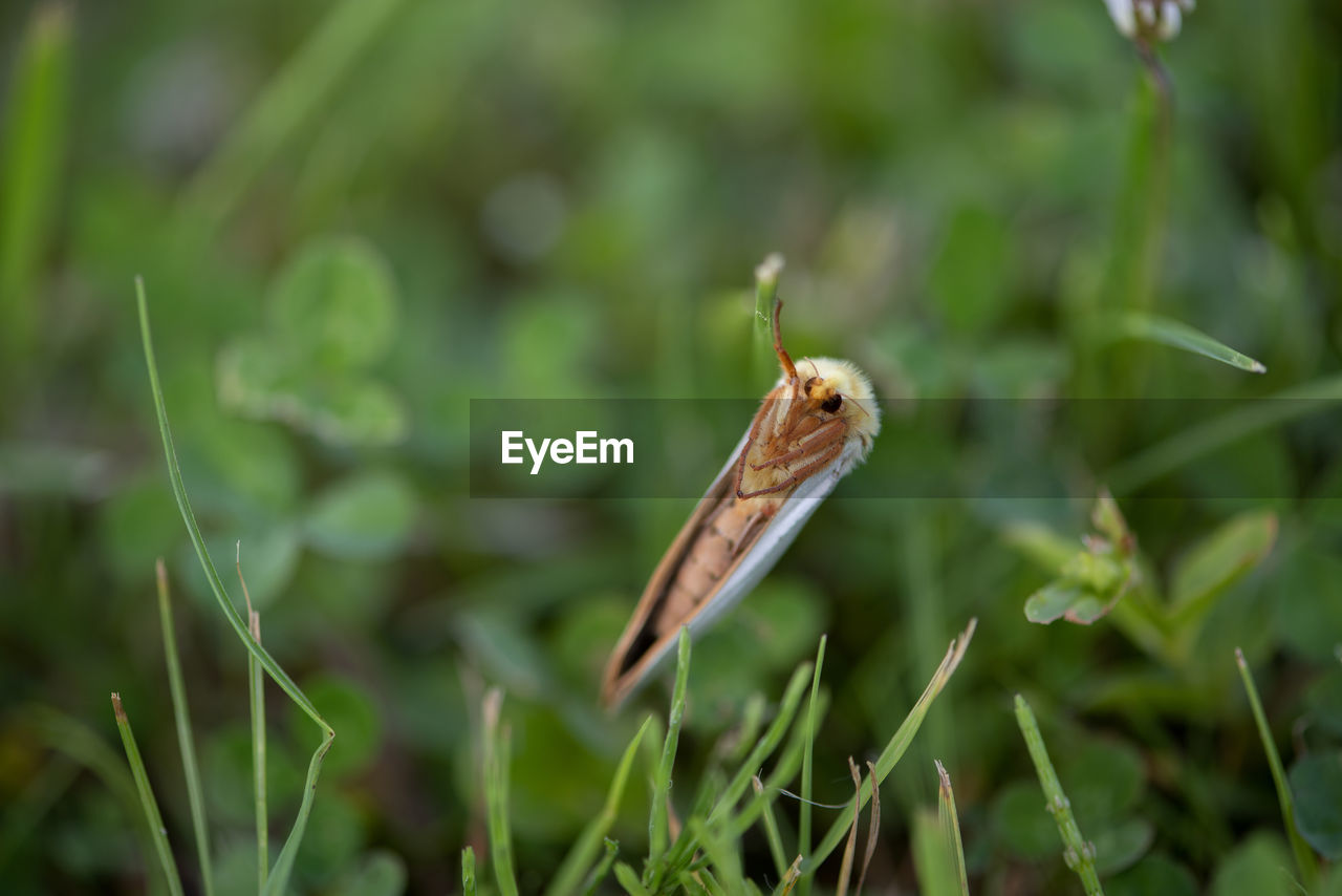 CLOSE-UP OF A INSECT ON GRASS