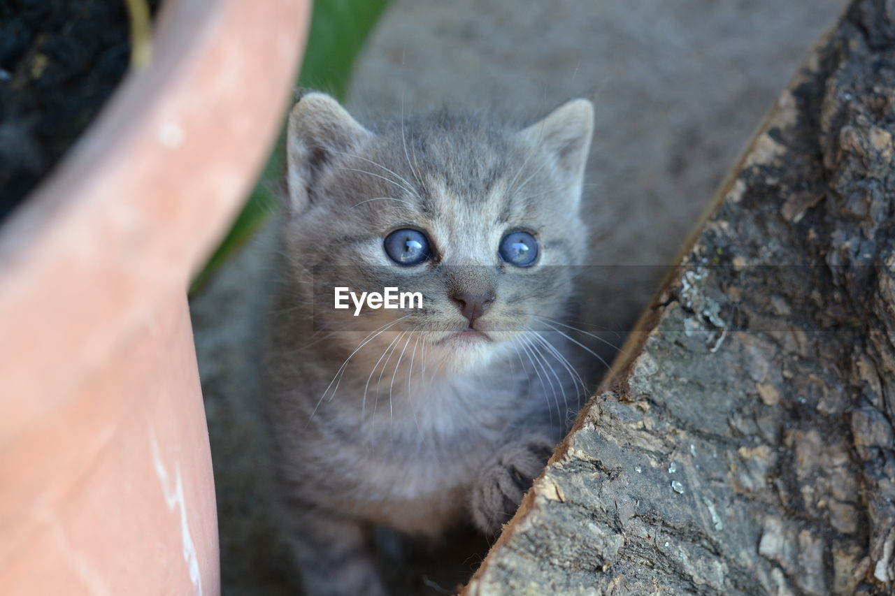 CLOSE-UP PORTRAIT OF KITTEN ON CARPET