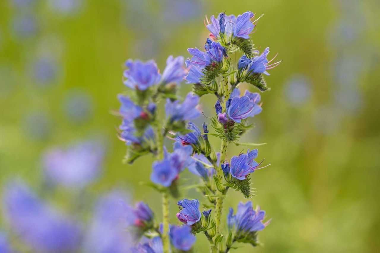 Close-up of purple flowers blooming outdoors