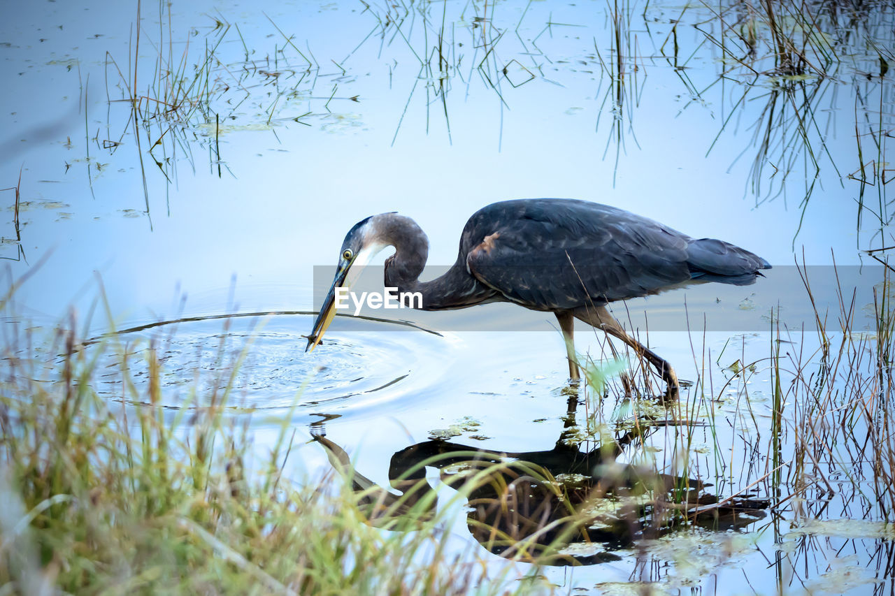 VIEW OF BIRD PERCHING ON LAKE