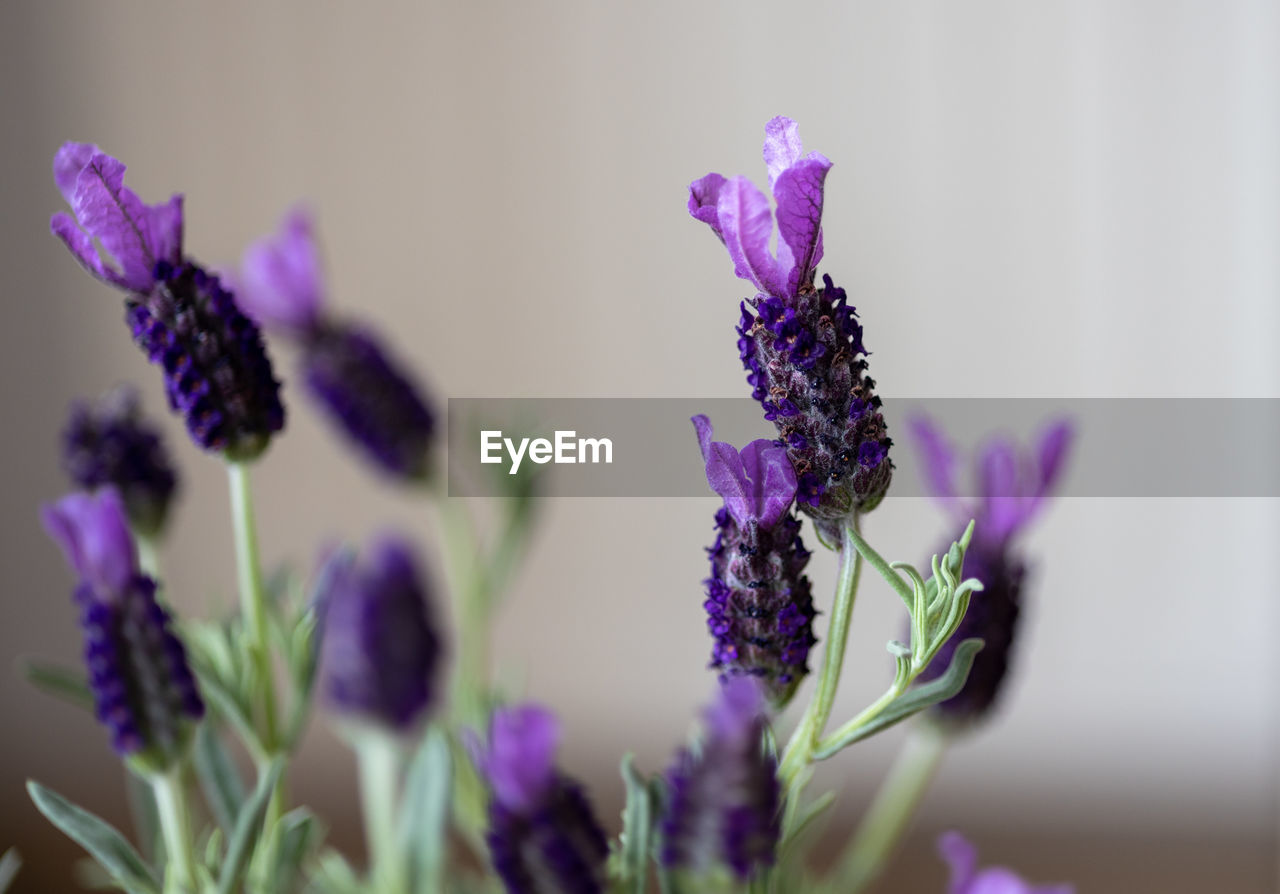 CLOSE-UP OF PURPLE FLOWERING PLANT AGAINST BLURRED BACKGROUND