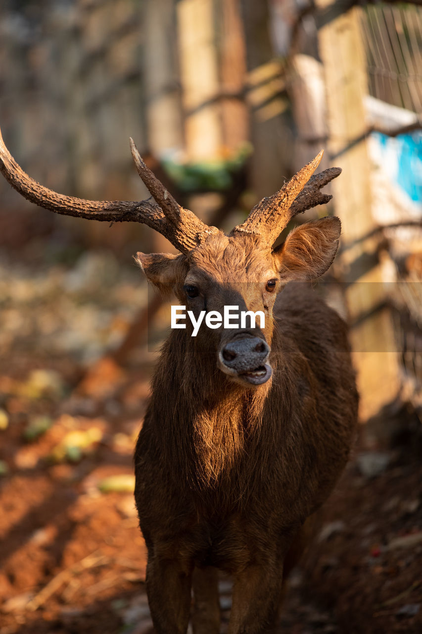 PORTRAIT OF DEER ON A FIELD