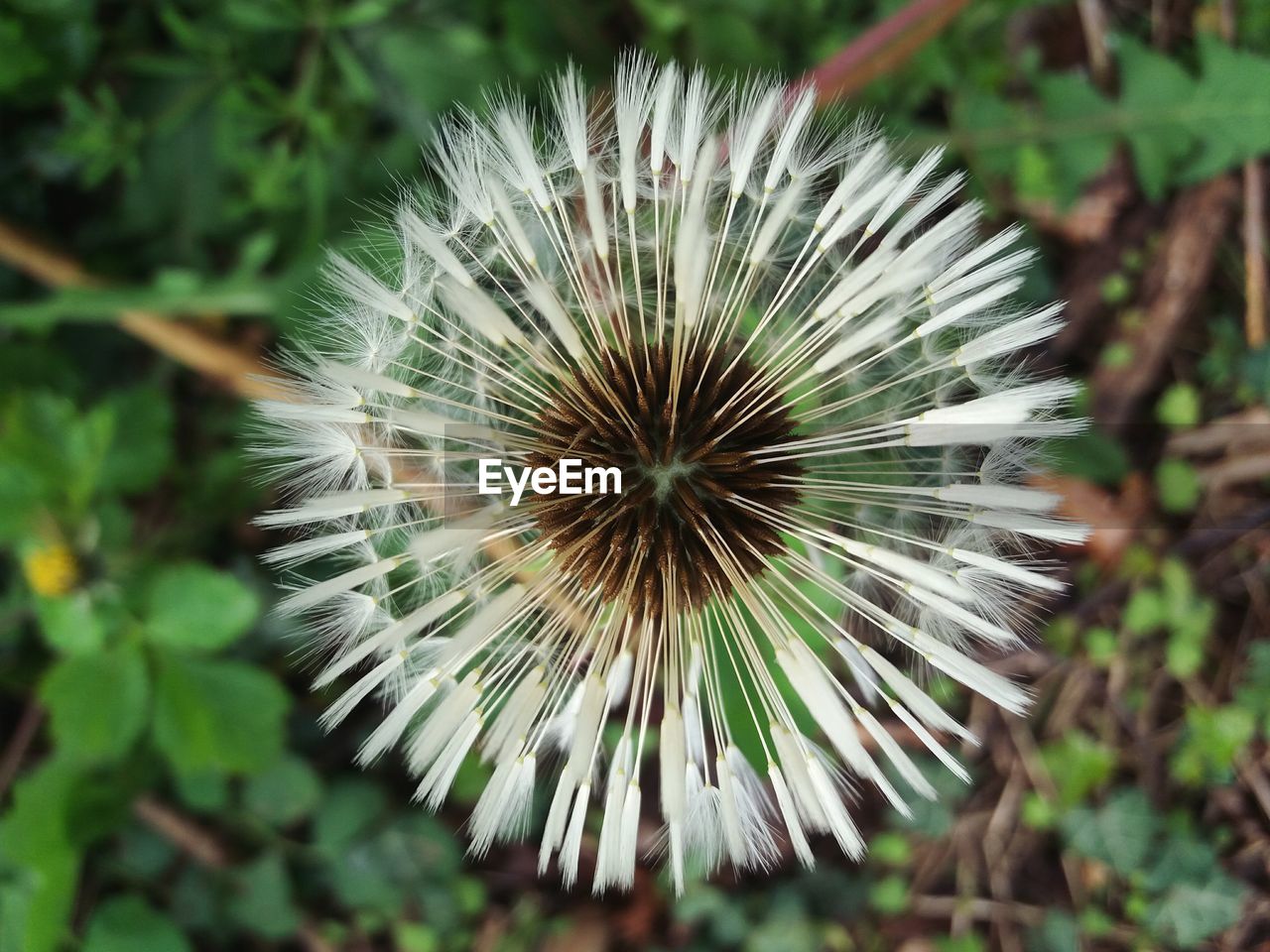 CLOSE-UP OF DANDELION OUTDOORS