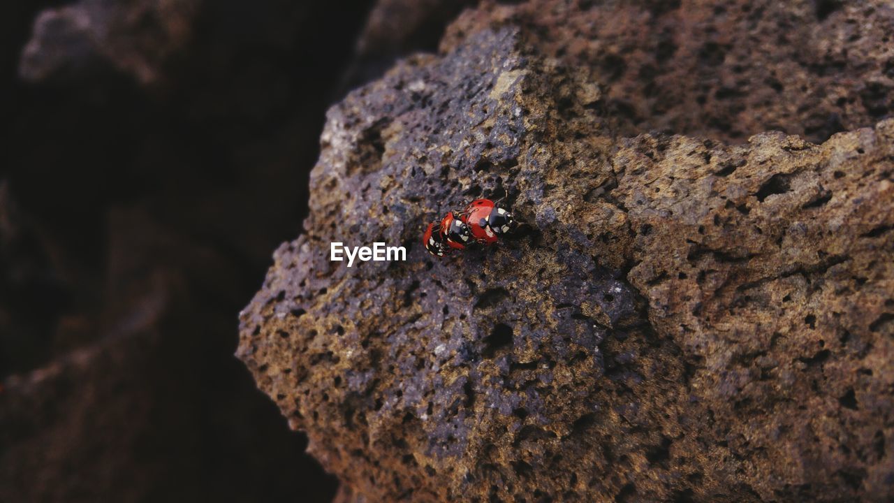 Close-up of ladybugs on rock