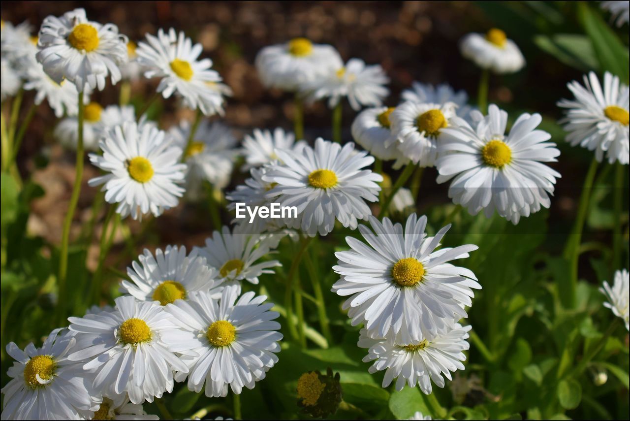 Close-up of white daisy flowers