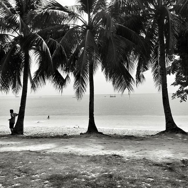 PALM TREES ON SHORE