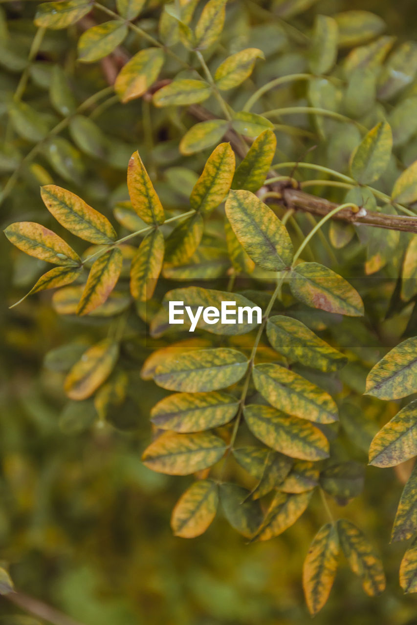 CLOSE-UP OF GREEN LEAVES