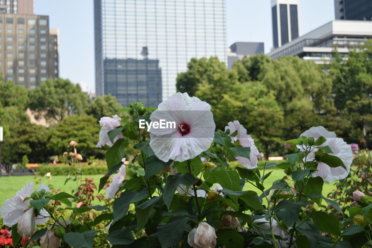 WHITE FLOWERS IN PARK