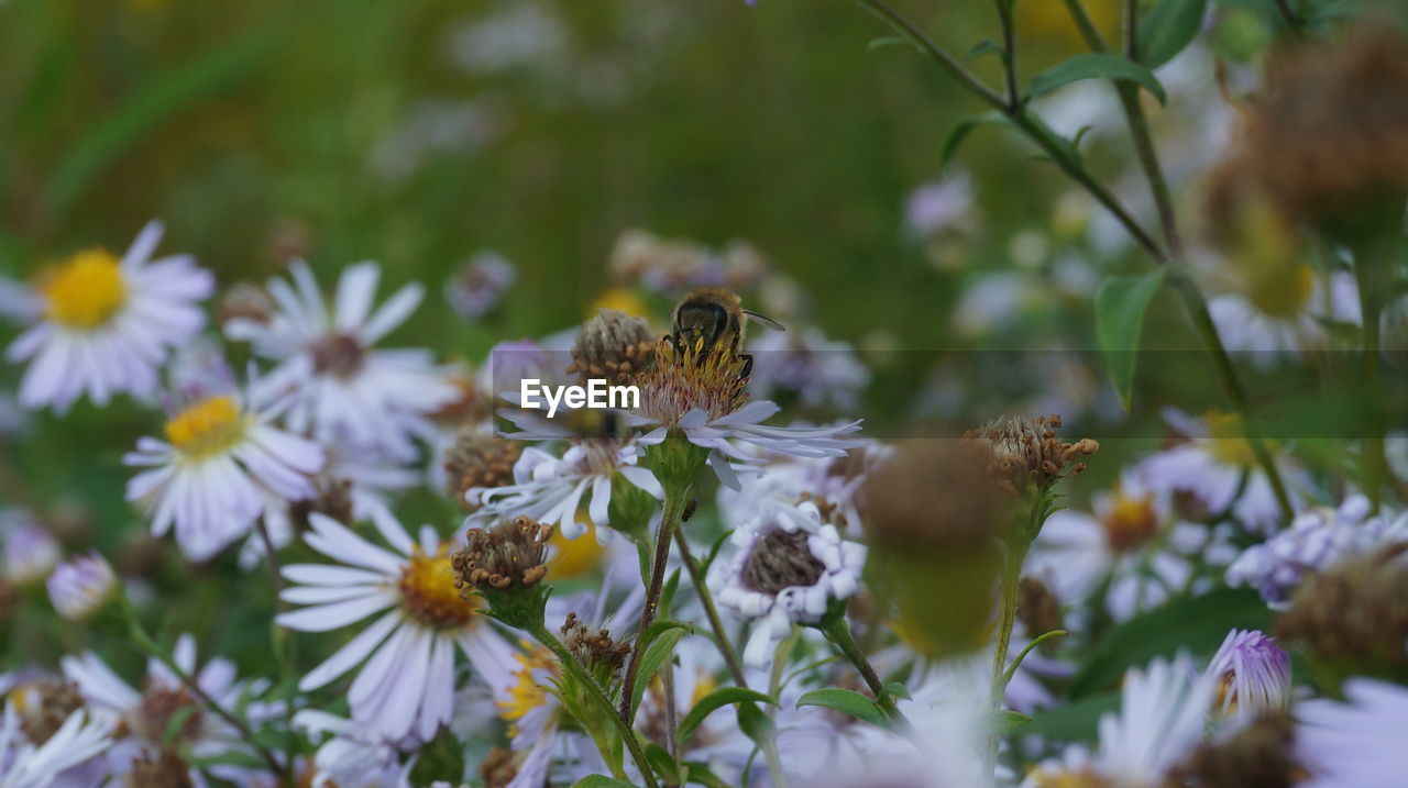 CLOSE-UP OF BEE POLLINATING ON WHITE FLOWERING PLANT