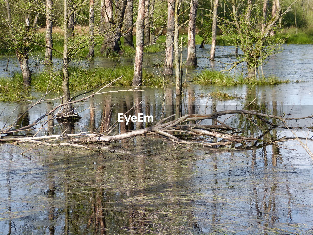 REFLECTION OF TREES IN LAKE WATER