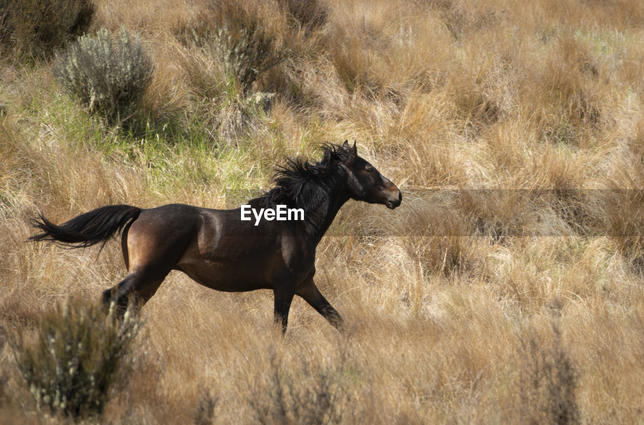 HORSE RUNNING IN A FIELD