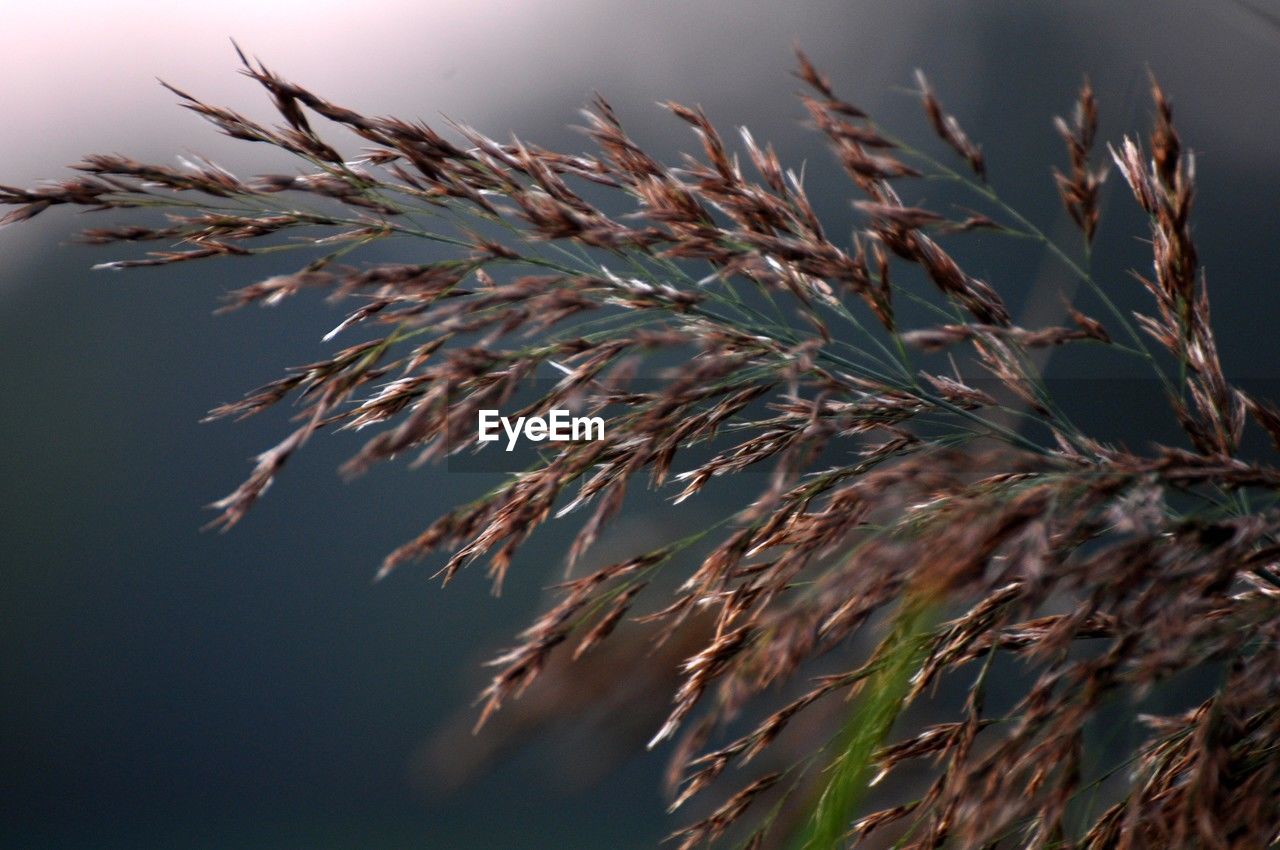 nature, grass, plant, branch, no people, close-up, sky, growth, beauty in nature, tree, leaf, outdoors, macro photography, land, cereal plant, sunlight, crop, flower, environment, focus on foreground, landscape, agriculture, twig, plant stem, day