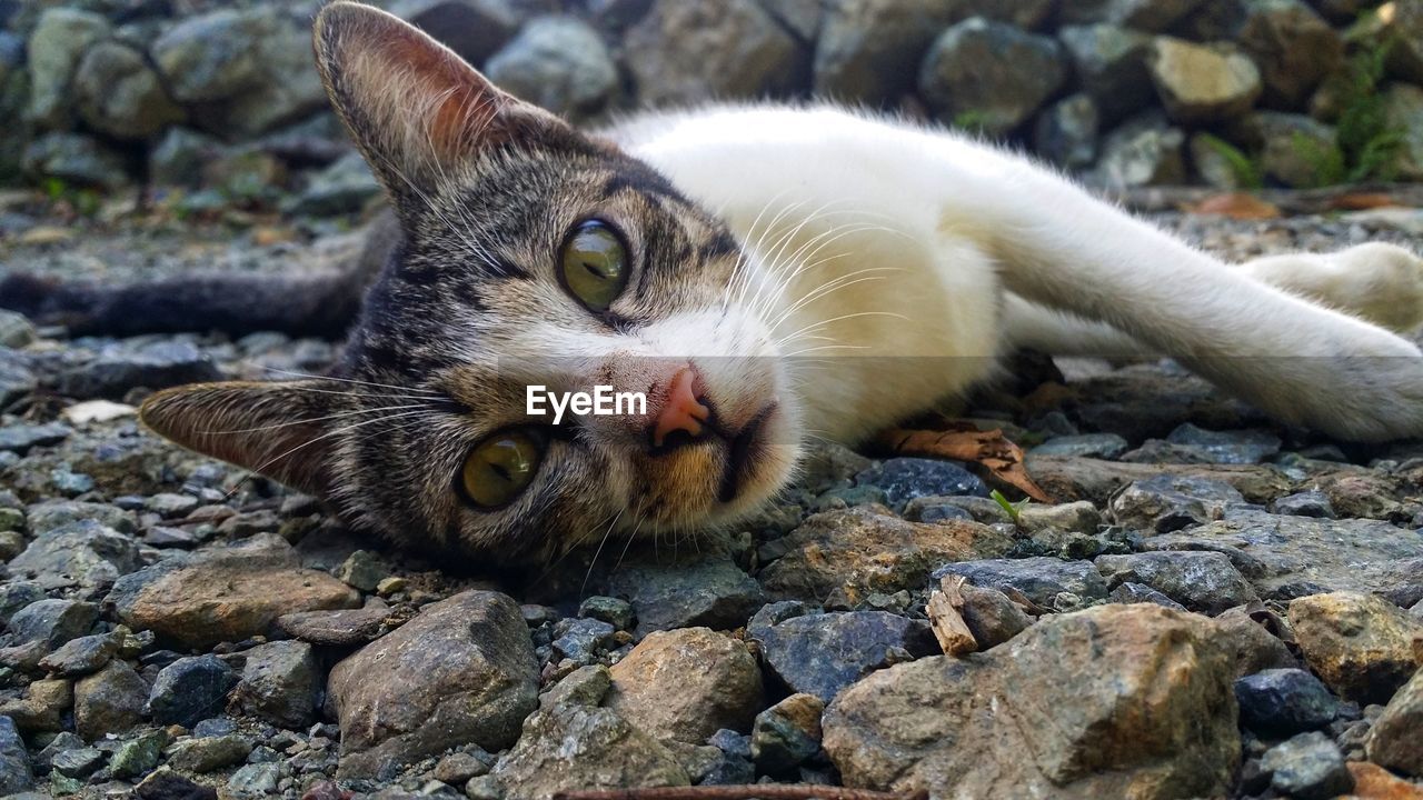 Portrait of cat lying on rock