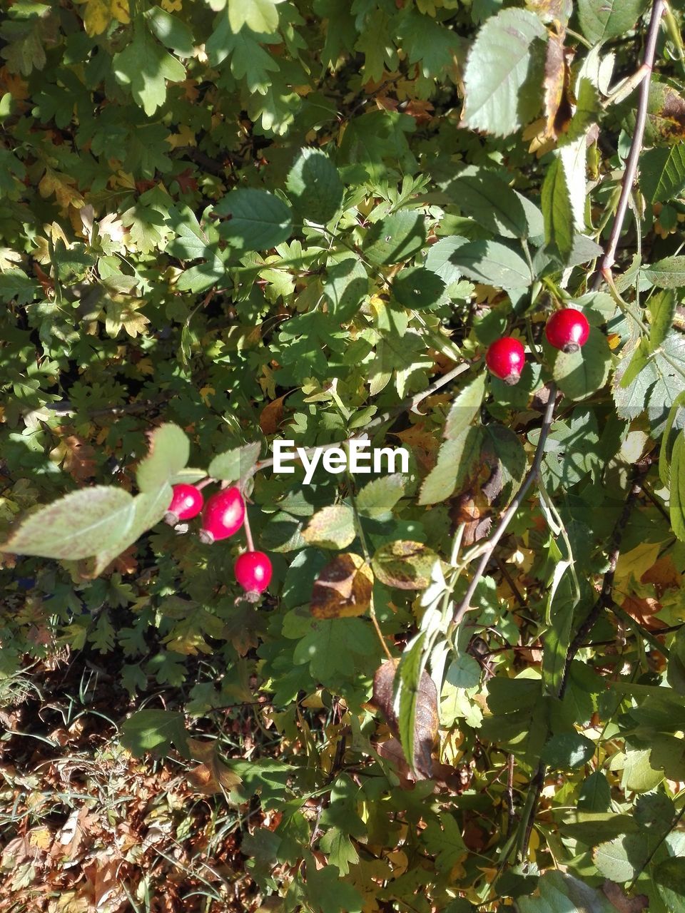 CLOSE-UP OF RED BERRIES ON TREE AGAINST PLANTS