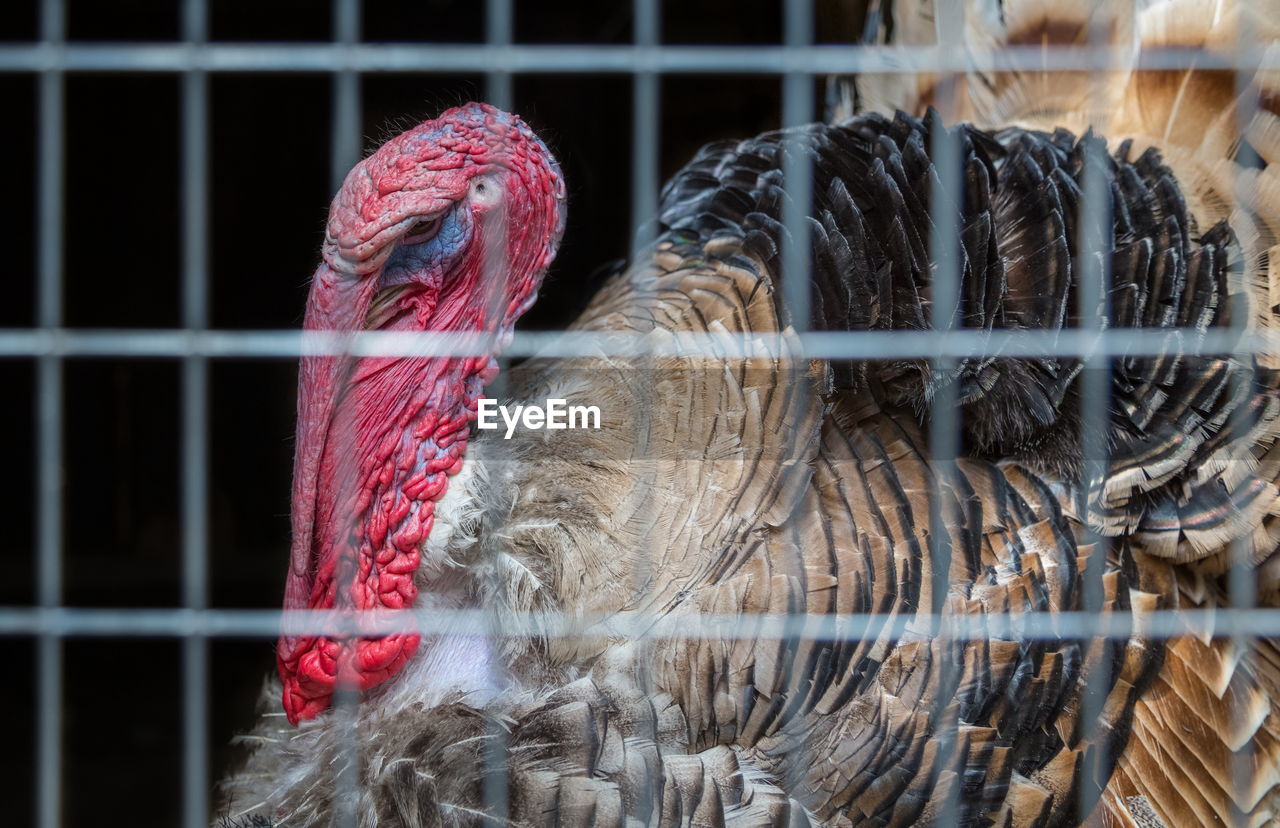 CLOSE-UP OF A BIRD CAGE