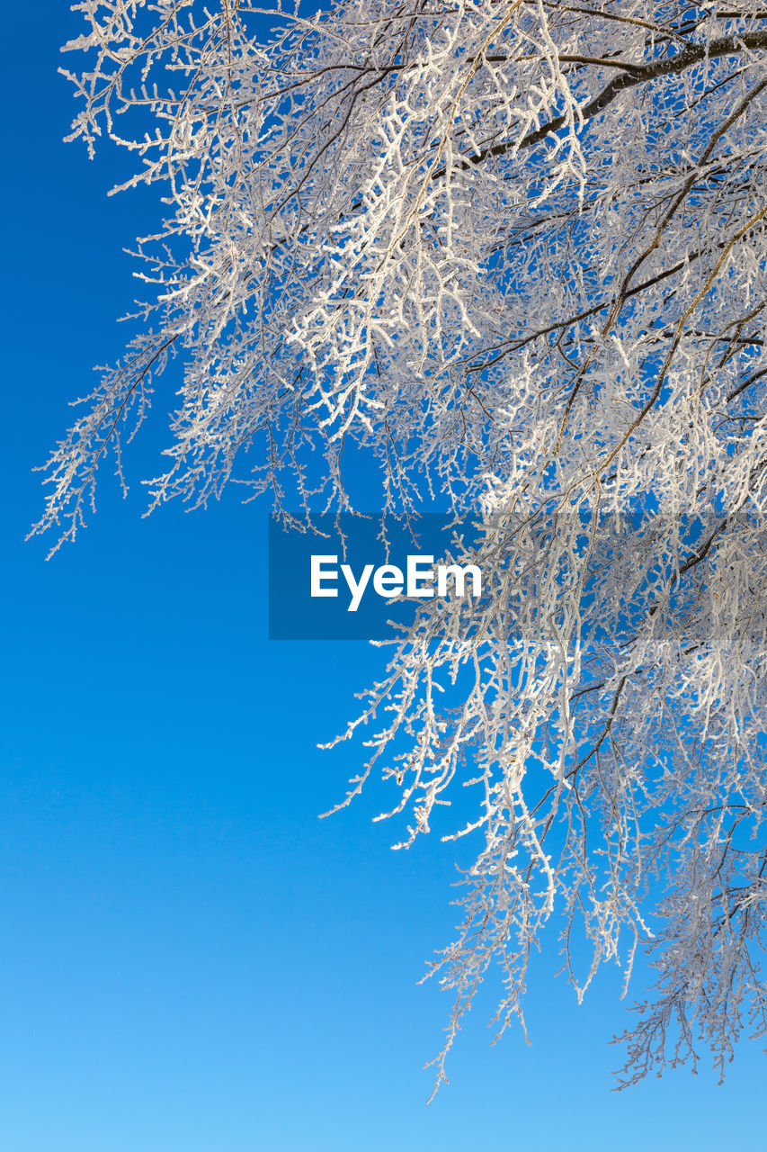 Branches with hoarfrost against the blue sky