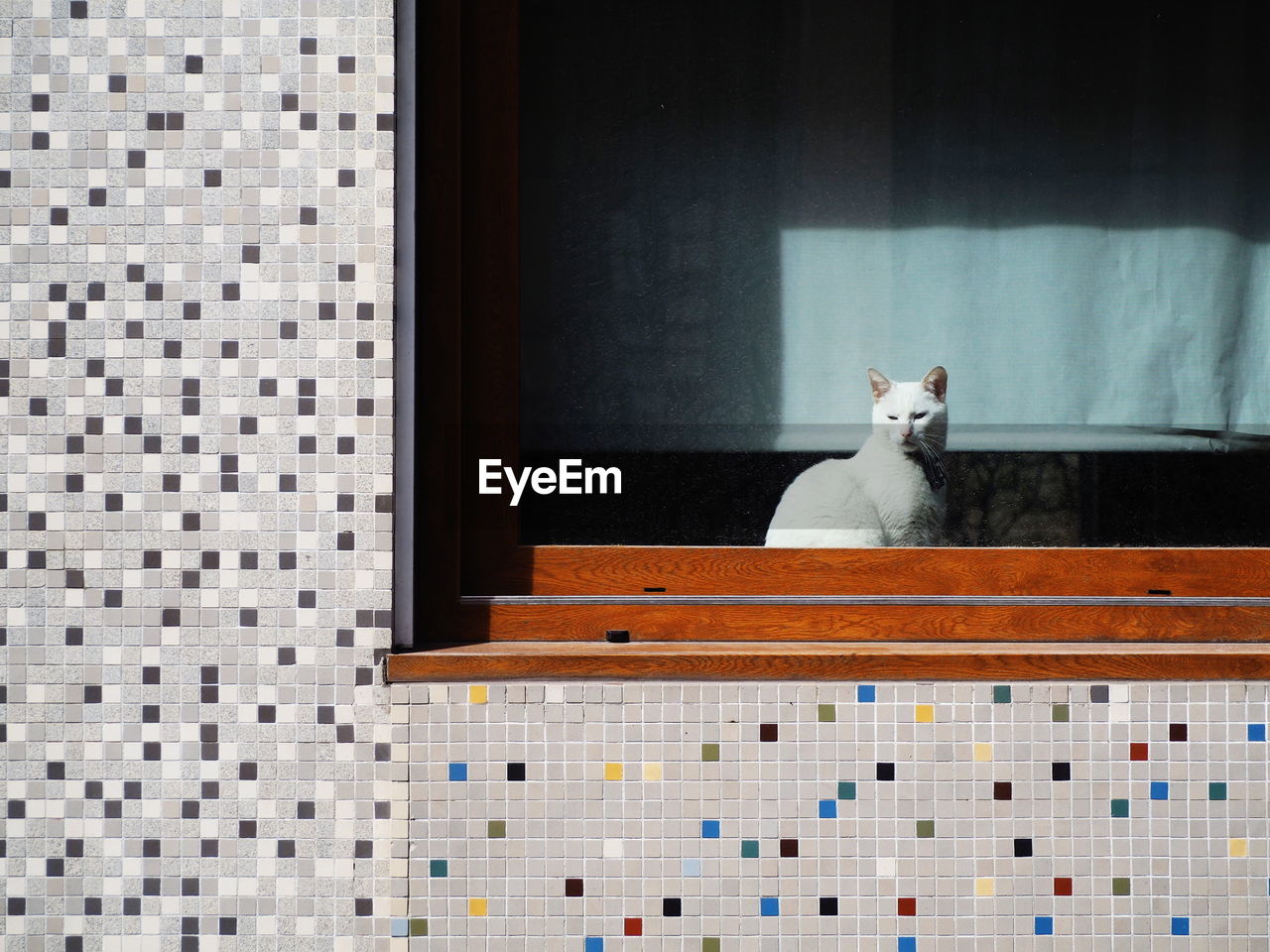 Low angle view of cat sitting on window