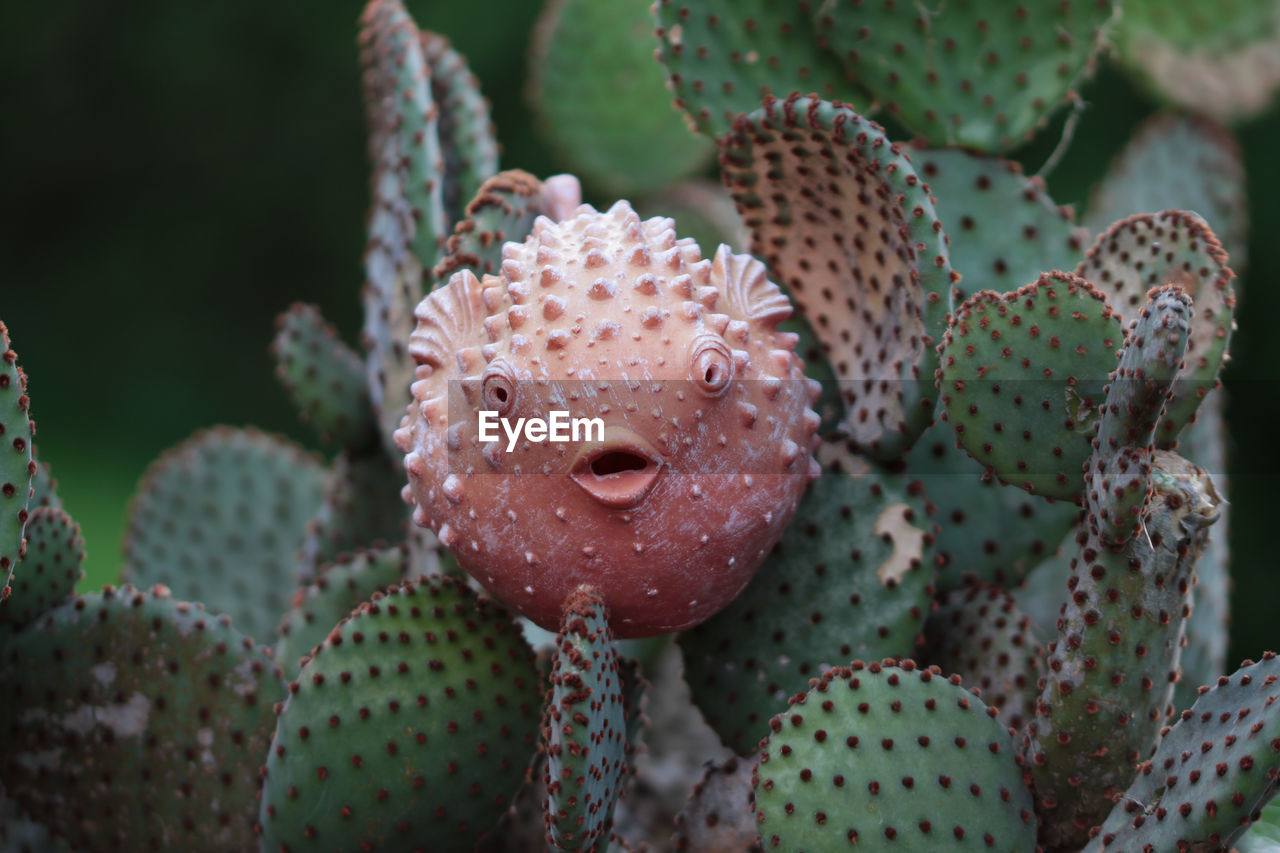 Puffer fish and cactus