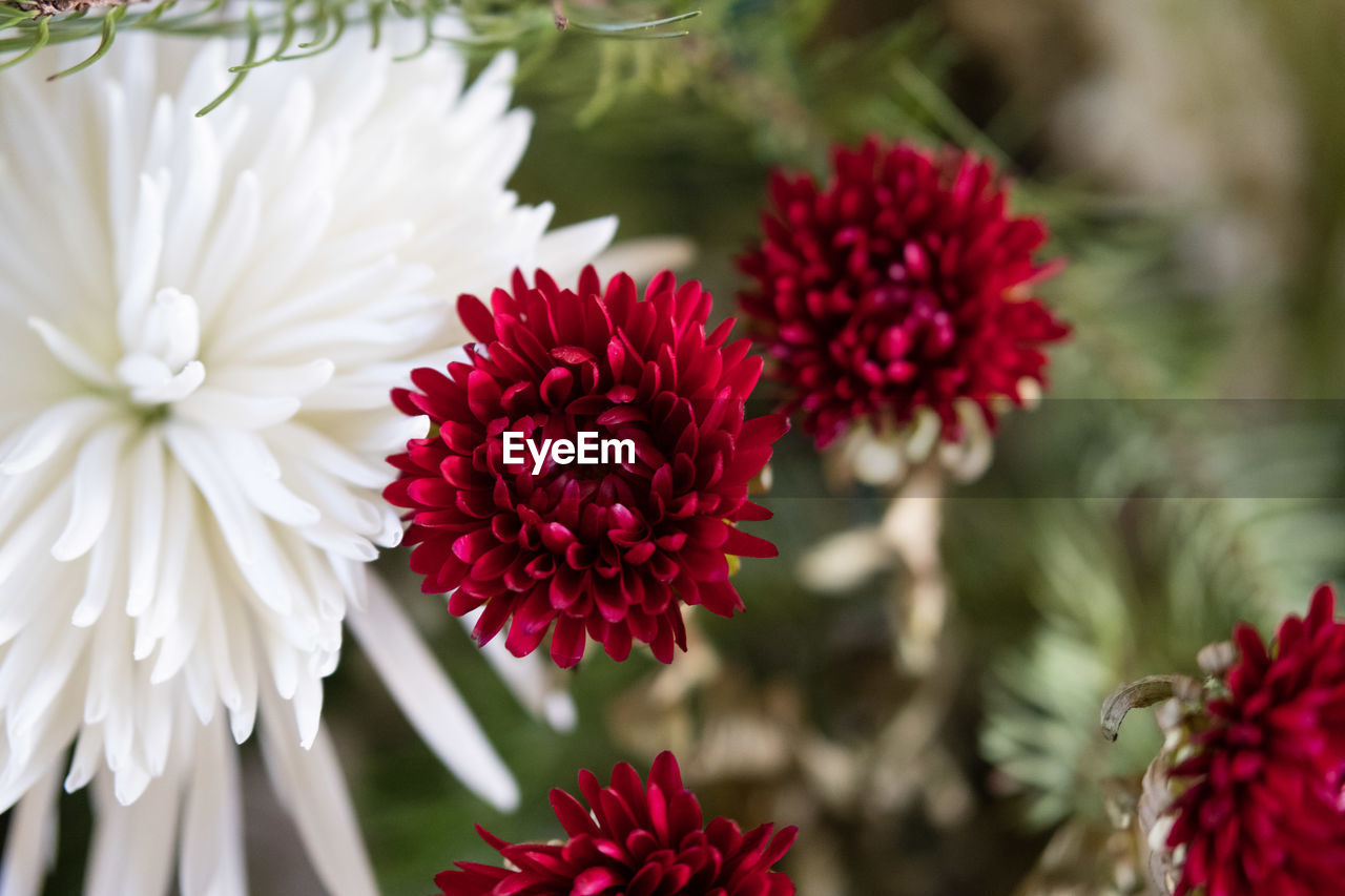 Close-up of red roses