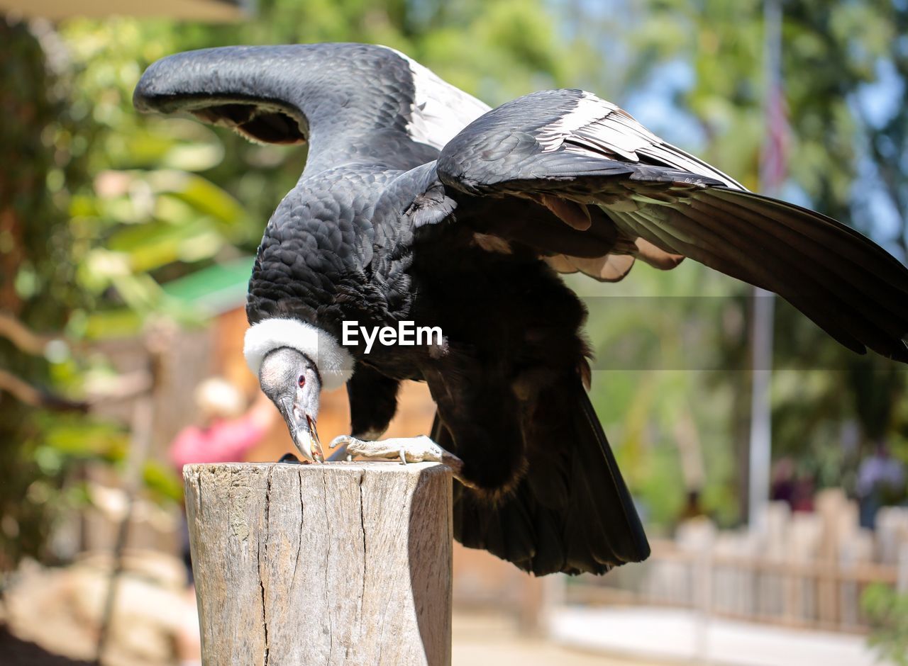 CLOSE-UP OF PIGEON PERCHING ON WOODEN POST