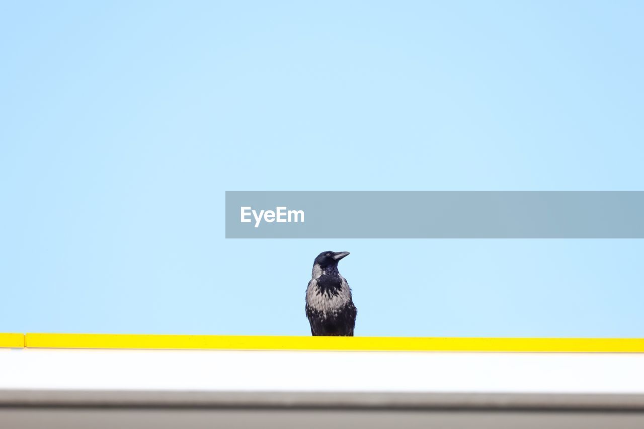 Low angle view of a raven perching on railing against clear sky