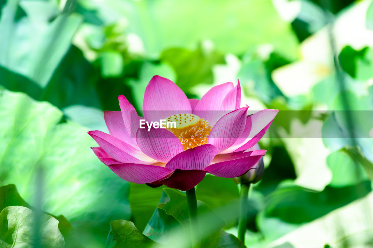 Close-up of pink water lily