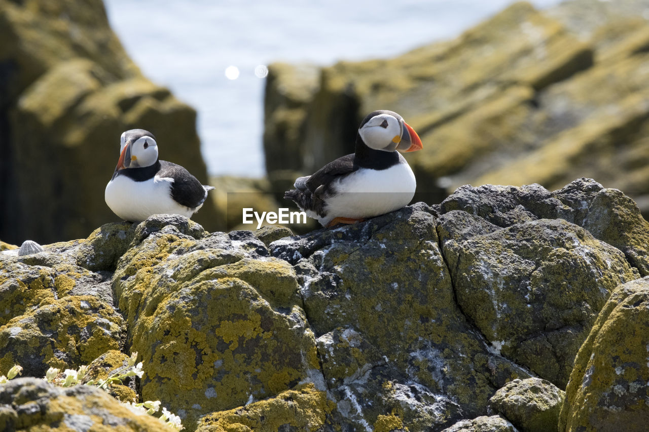 bird, animal themes, animal, animal wildlife, wildlife, puffin, rock, group of animals, nature, two animals, water, no people, beak, seabird, day, outdoors, penguin, focus on foreground, sea, beach, perching