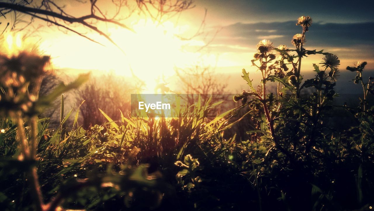 Close-up of plants with sunlight against sky