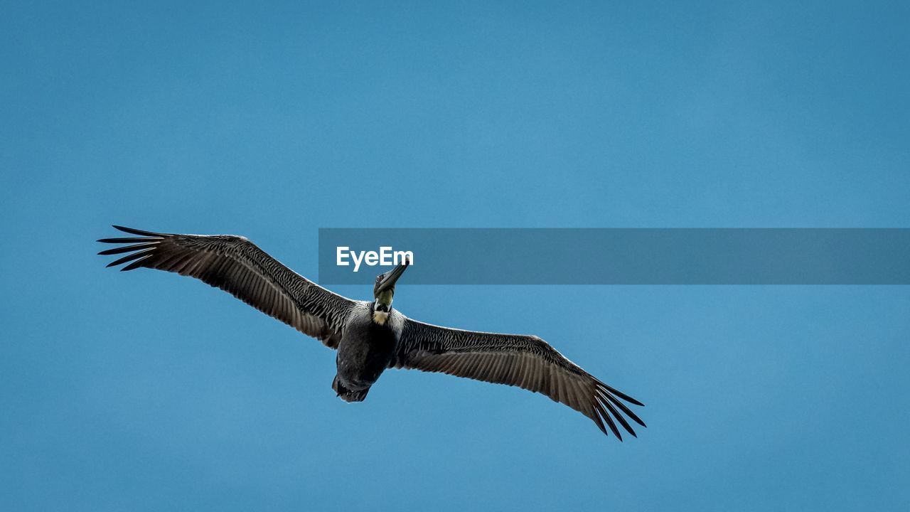 Low angle view of bird flying against clear blue sky