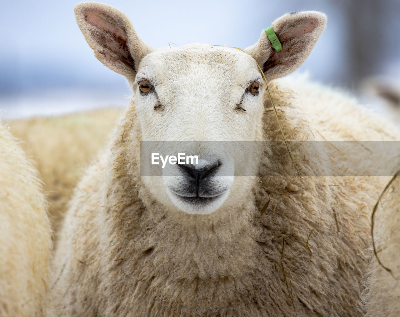 CLOSE-UP PORTRAIT OF ANIMAL