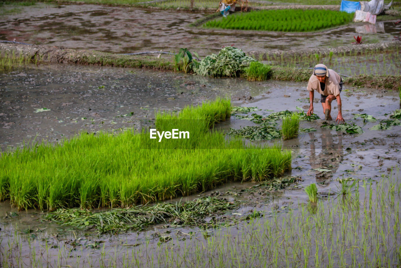 VIEW OF PLANTS IN WATER