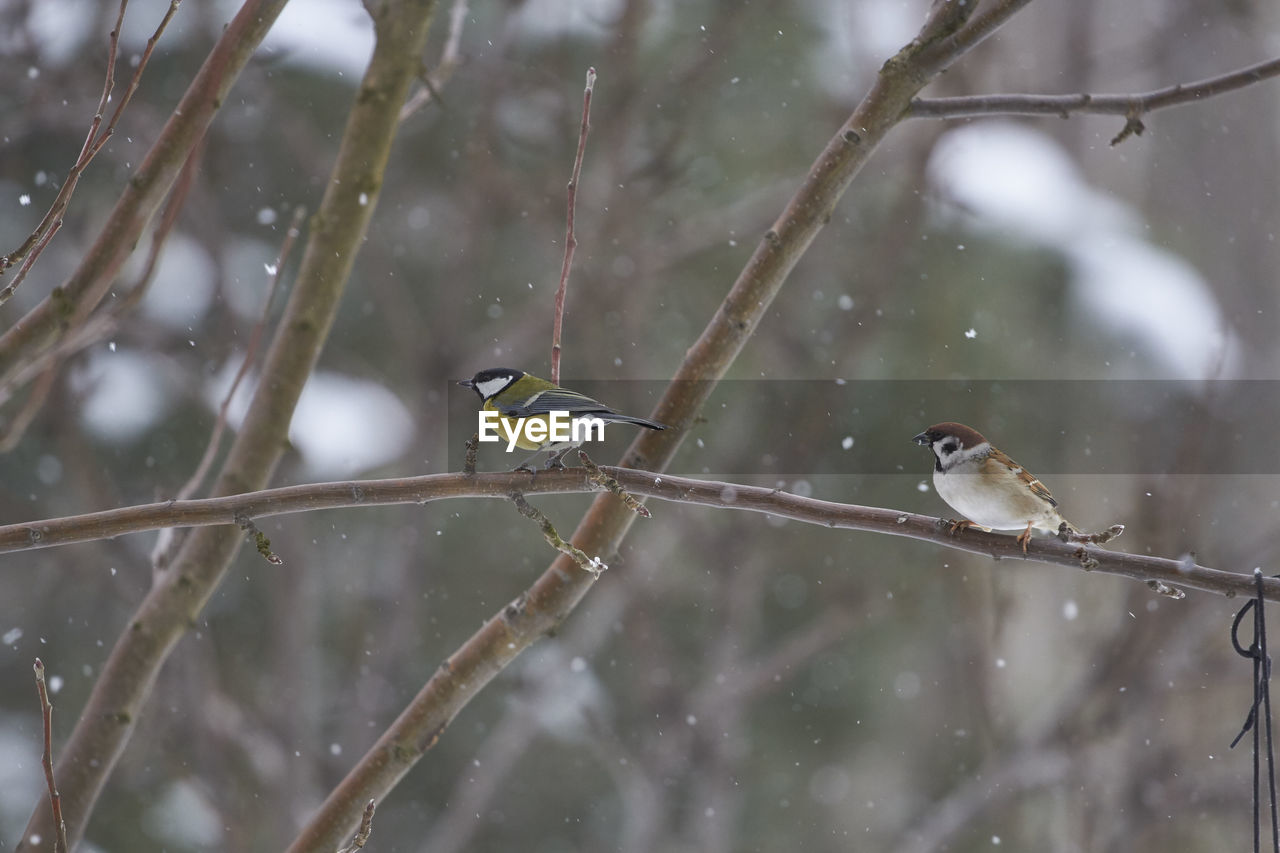 BIRD PERCHING ON BRANCH IN WINTER