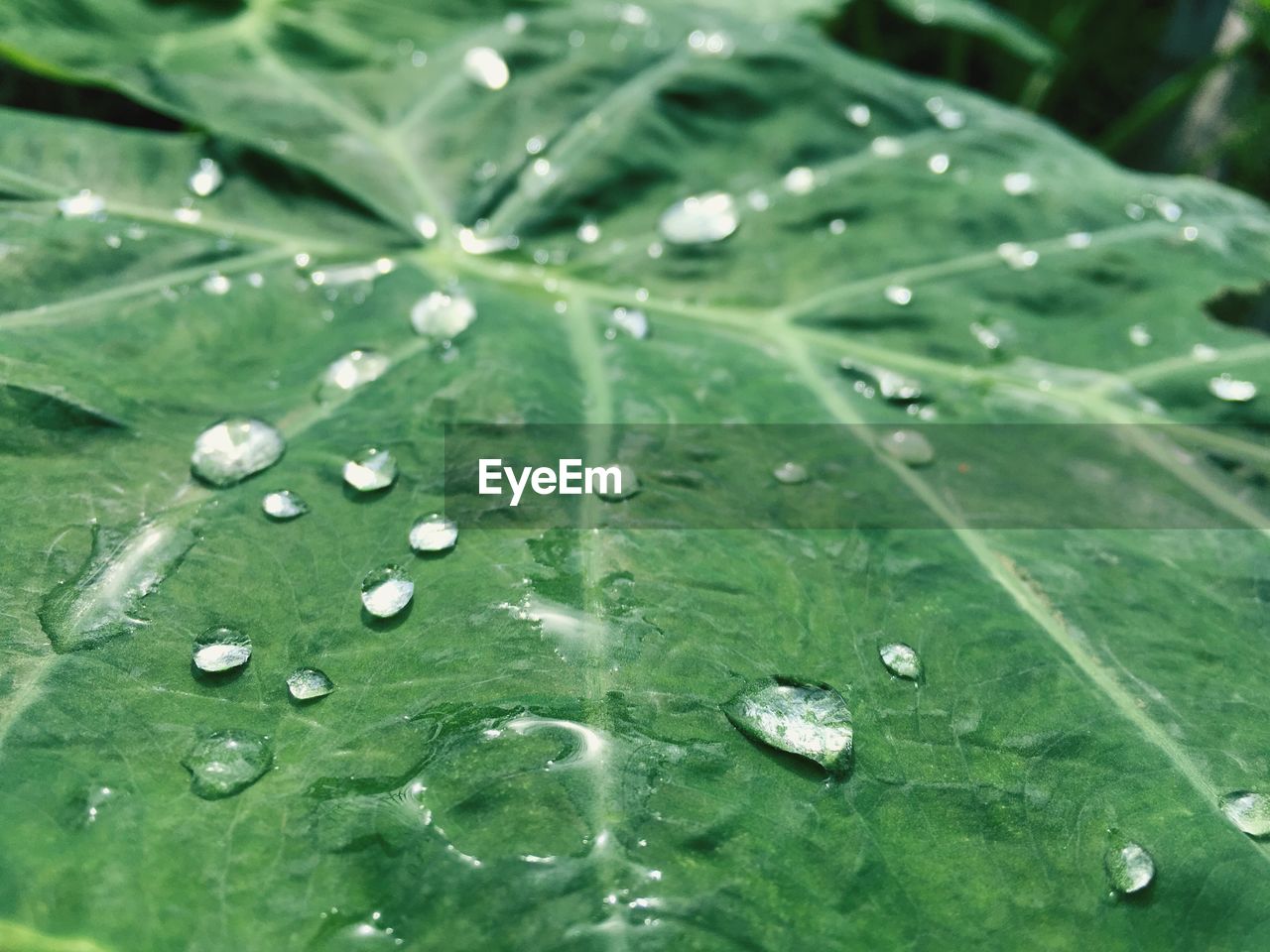 Close-up of raindrops on leaves