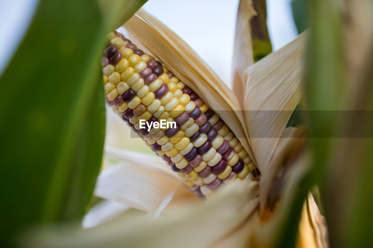 Close-up of corn on plant