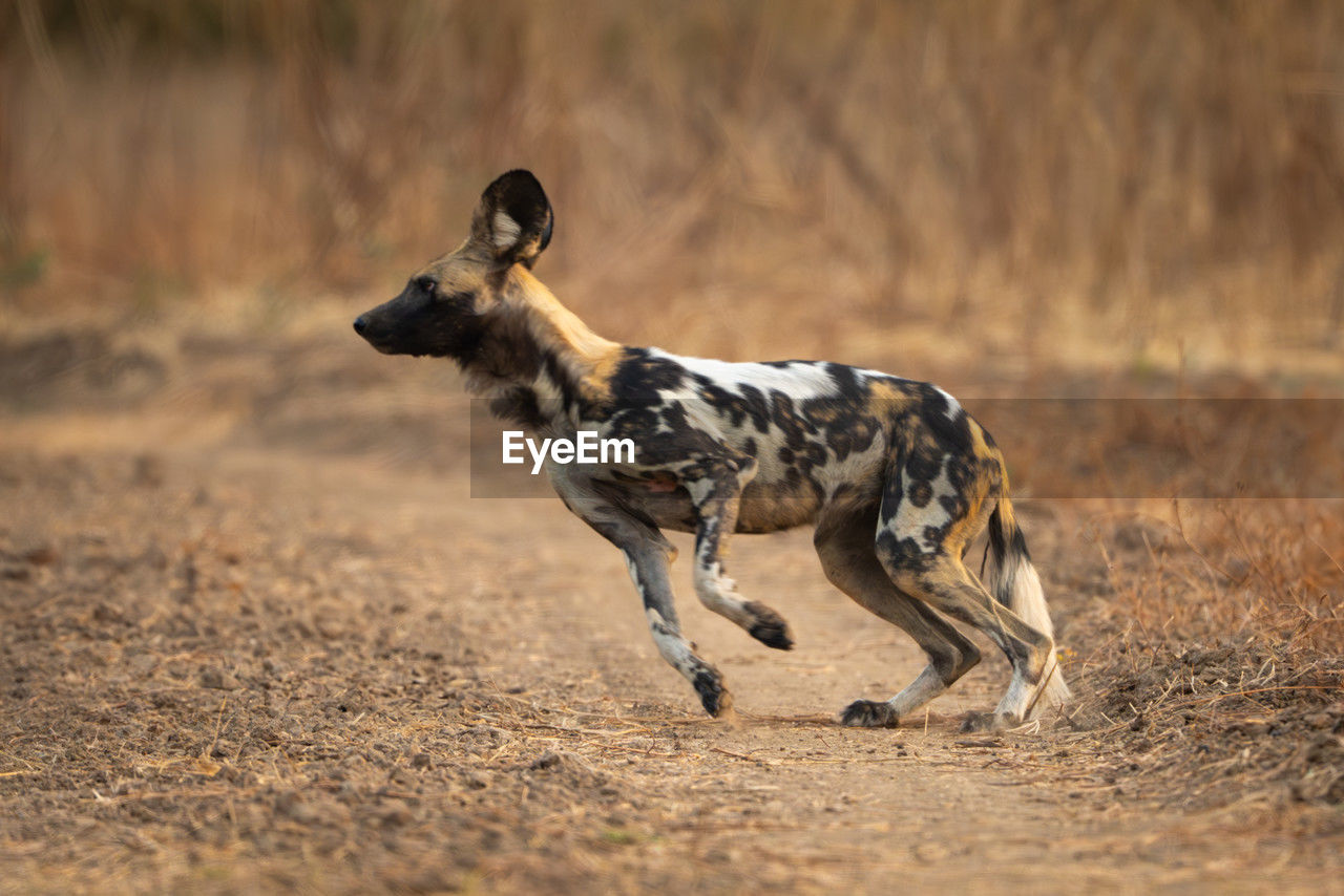 animal, animal themes, mammal, animal wildlife, one animal, dog, wildlife, running, hyena, pet, no people, carnivore, nature, motion, side view, full length, outdoors, young animal, day, safari