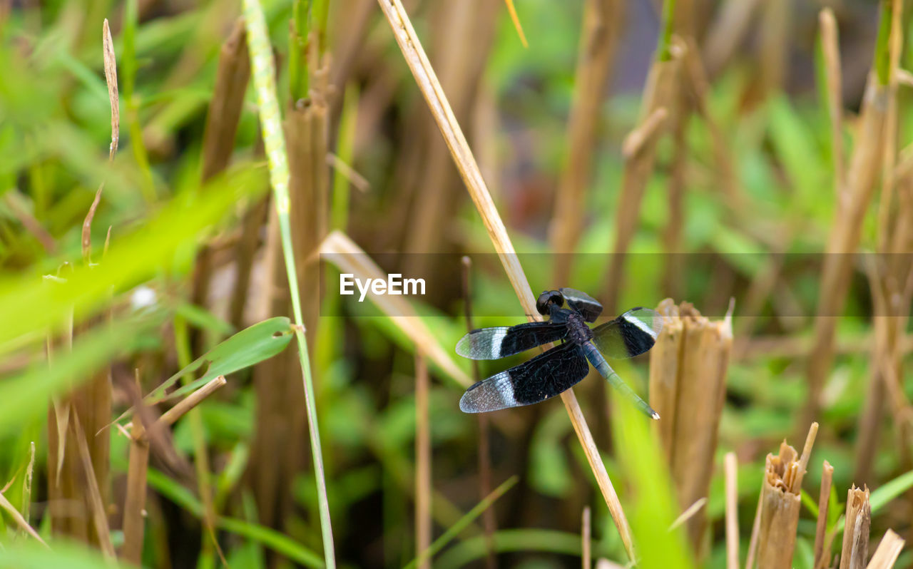 CLOSE-UP OF INSECT ON PLANT ON FIELD