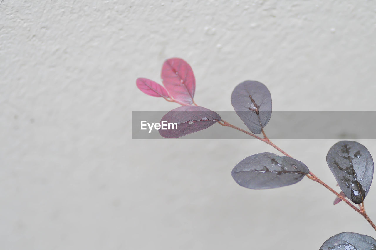 pink, petal, leaf, nature, flower, no people, close-up, beauty in nature, plant, heart shape, plant part, outdoors, positive emotion, freshness, macro photography, copy space, fragility
