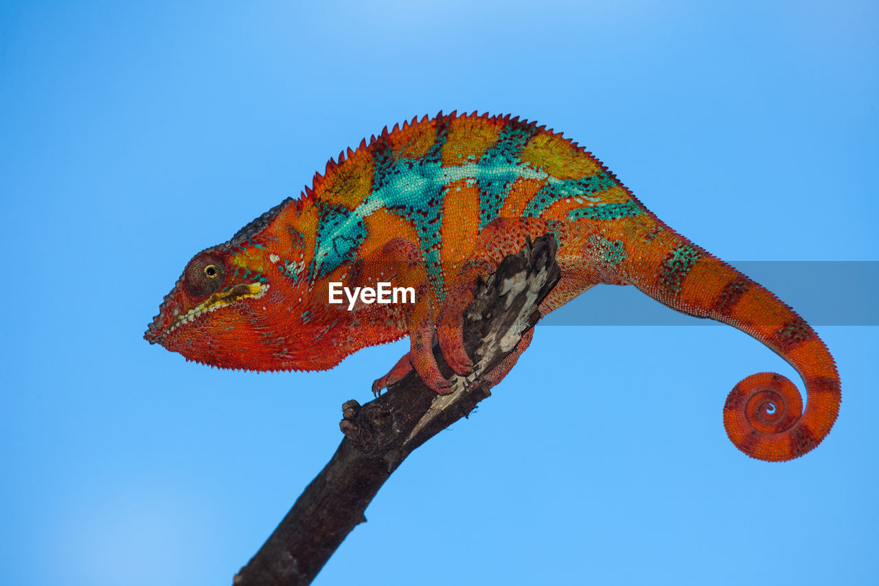 Red panther chameleon against blue sky