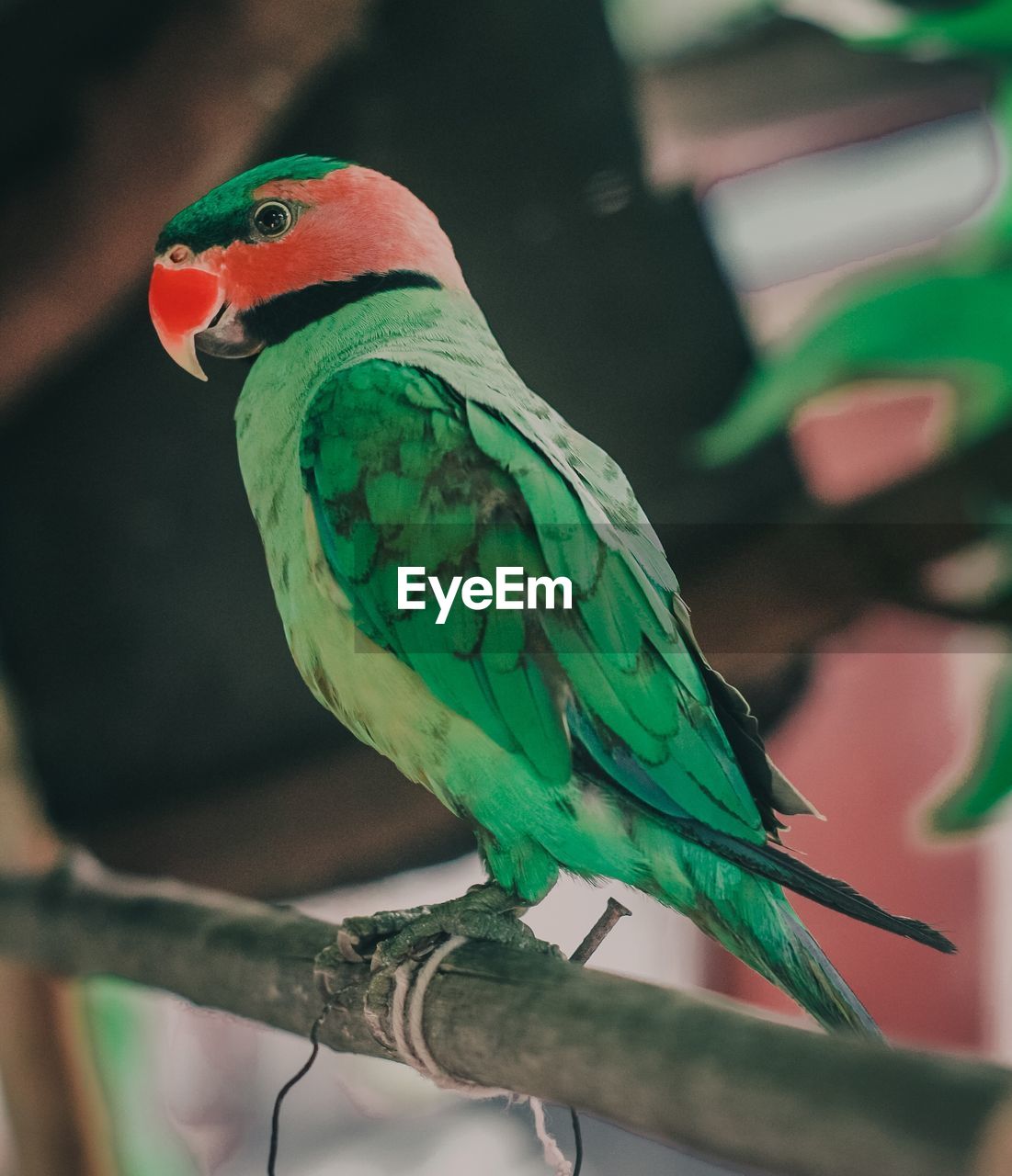 Close-up of parrot perching on branch