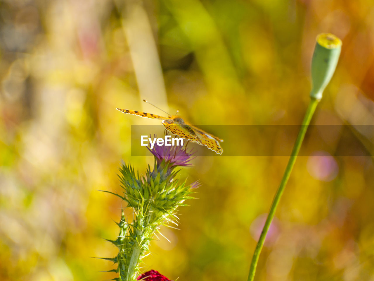 Close-up of butterfly on flower