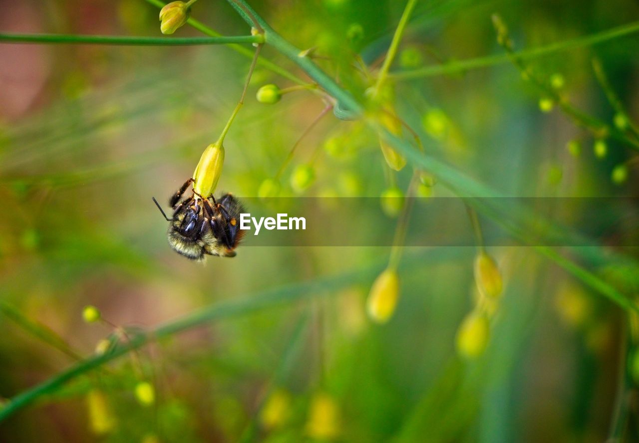 CLOSE-UP OF BEE POLLINATING ON A FLOWER