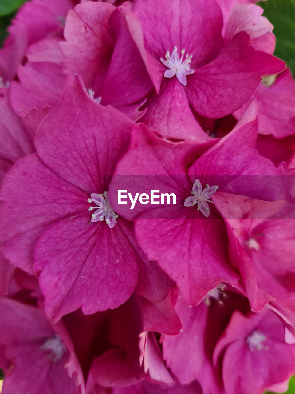 CLOSE-UP OF PINK FLOWER