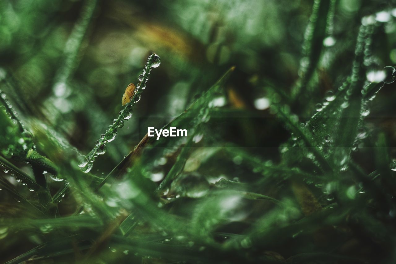 Close-up of raindrops on grass