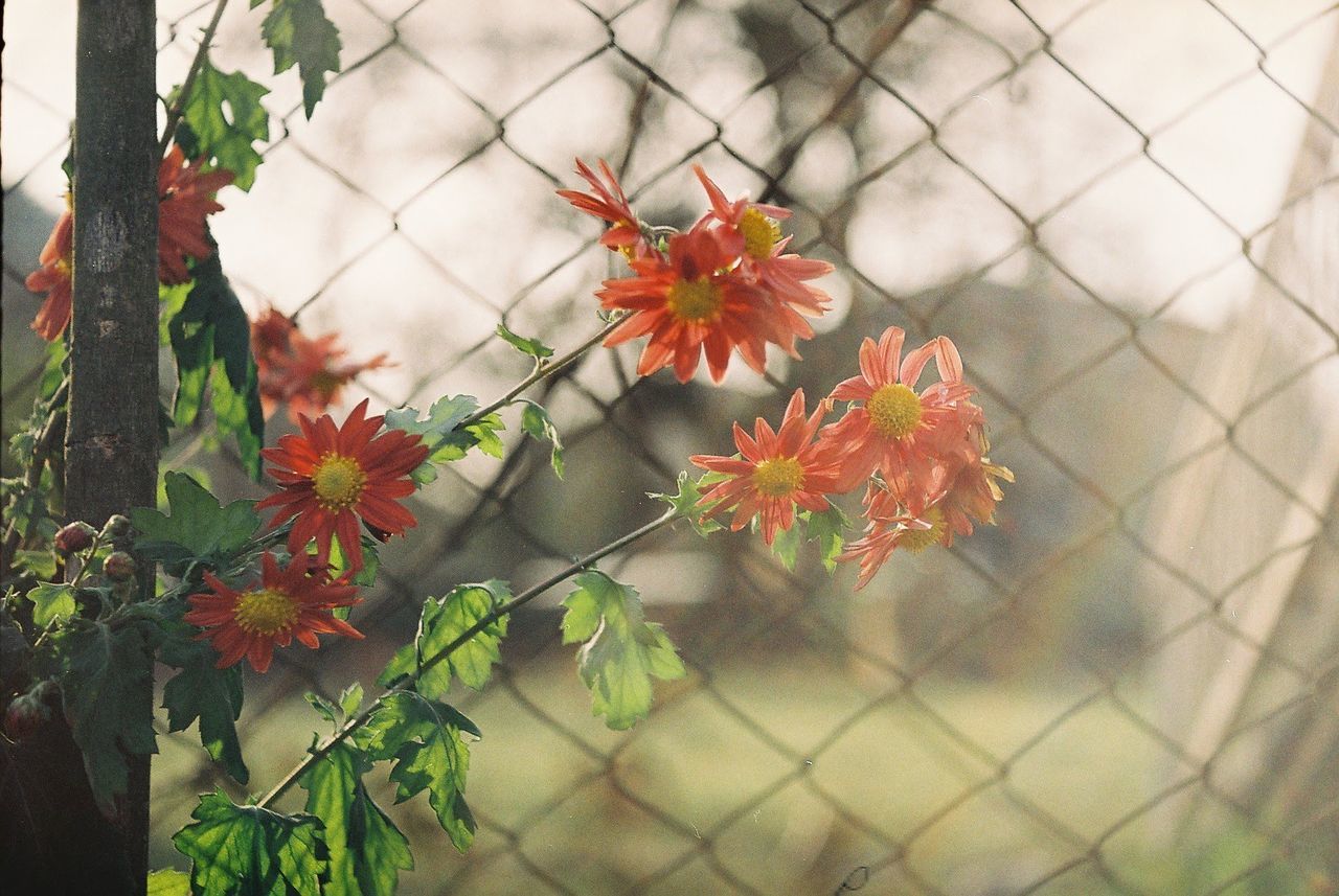 CLOSE-UP OF FLOWERING PLANTS ON FENCE AGAINST WHITE WALL