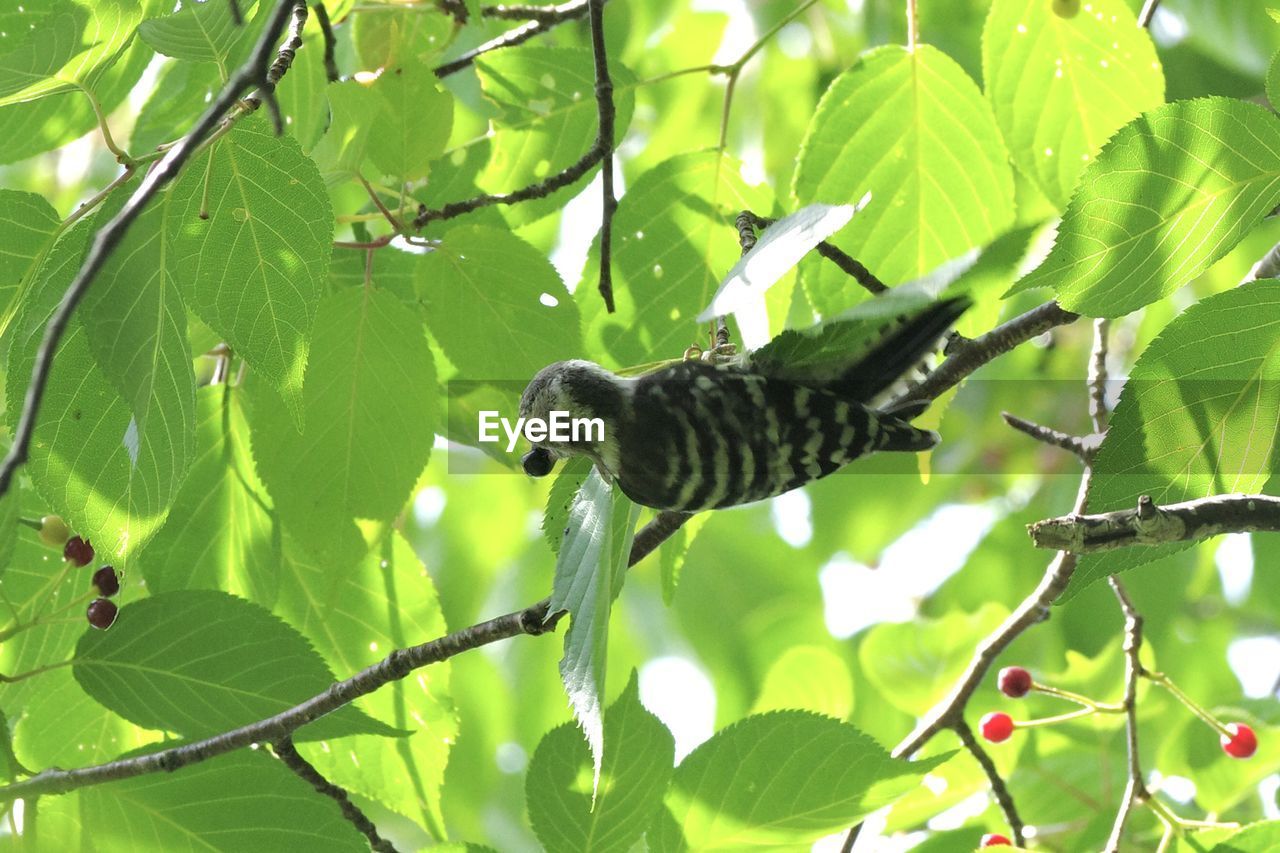 animal, animal themes, animal wildlife, wildlife, leaf, plant, plant part, one animal, tree, green, branch, nature, bird, no people, jungle, perching, outdoors, day, growth, beauty in nature, flower, low angle view