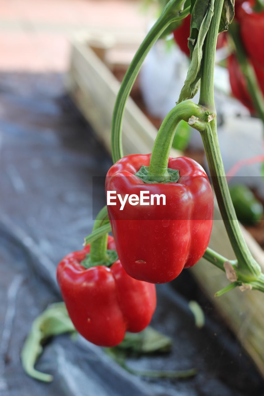 Close-up of red chili peppers on plant