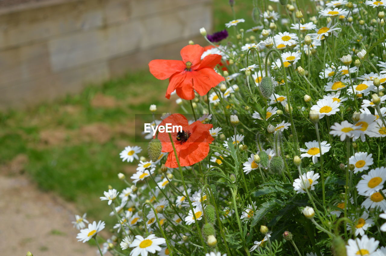 CLOSE-UP OF ORANGE BUTTERFLY ON PLANT