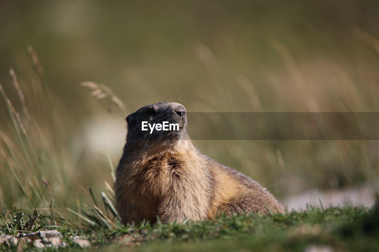 Close-up of marmot on grass