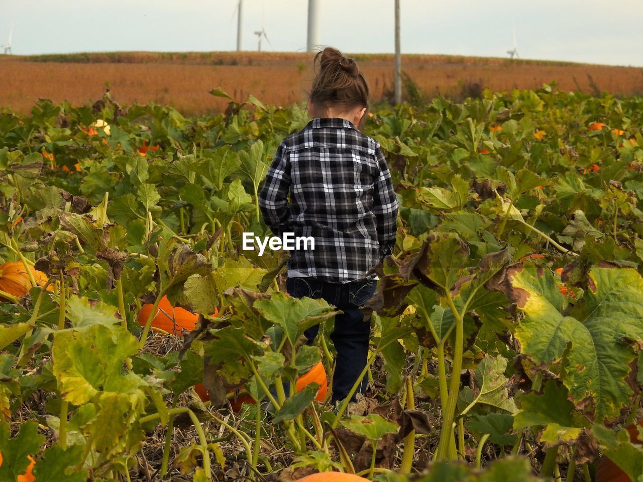 Rear view of girl standing on pumpkin field